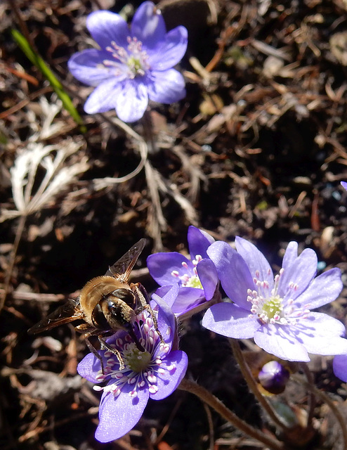 093  Es gibt viele verschiedene Bienen- Arten