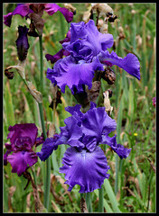 Blue Crusader Blue Crusader