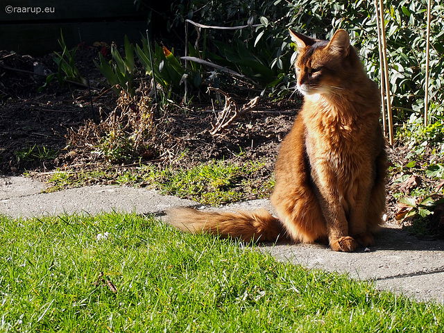 Green, white and orange tricolour - for Happy Caturday