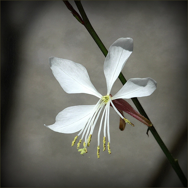 Gaura