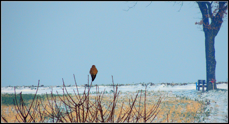 Winter Survivor