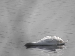 20190410 4718CP~V [D~PM] Höckerschwan (Cygnus olar), Netzen, Kloster Lehnin