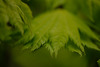 DSCF7921