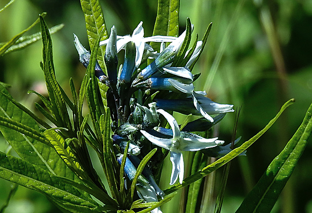 20200517 7429CPw [D~LIP] Hubricht's bluestar (Amsonia hubrichtii), UWZ, Bad Salzuflen