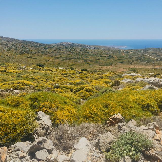 Chamaecytisus creticus.