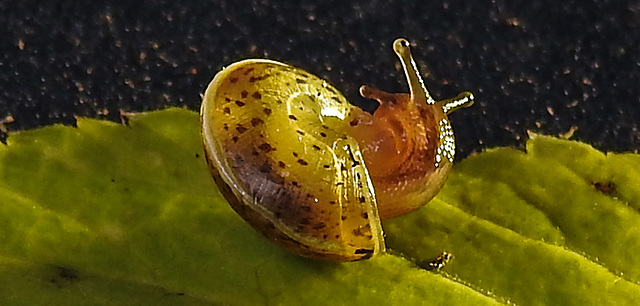 20211004 3028CPw [D~LIP] Dunkles Kegelchen (Euconulus praticola), Bad Salzuflen