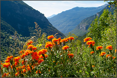Blumen im Valle d'Aosta