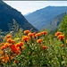 Blumen im Valle d'Aosta