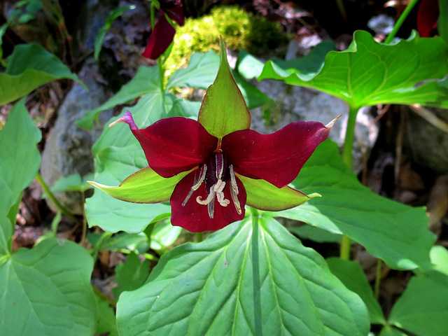 Red Trillium (Trillium erectum)