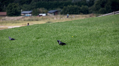 20140907 4831VRAw [NL] Dohle (Corvus monedula), Terschelling