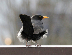 Allmorgendlicher Besuch auf dem Balkon