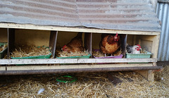 chooks hard at work