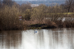 20150406 7598VRAw [D~SHG] Höckerschwan (Cygnus olar), Kieswerk, Baggersee, Rinteln