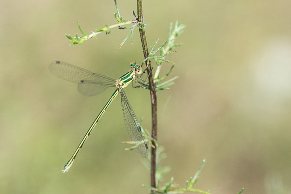 Migrant Spreadwing - DSA 0585