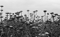 Chrysanthemums