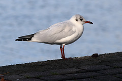 EOS 6D Peter Harriman 10 41 32 03149 BlackHeadedGull dpp