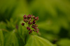 DSCF7919