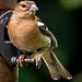 Chaffinch