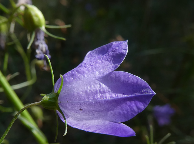 Blaue Glockenblume