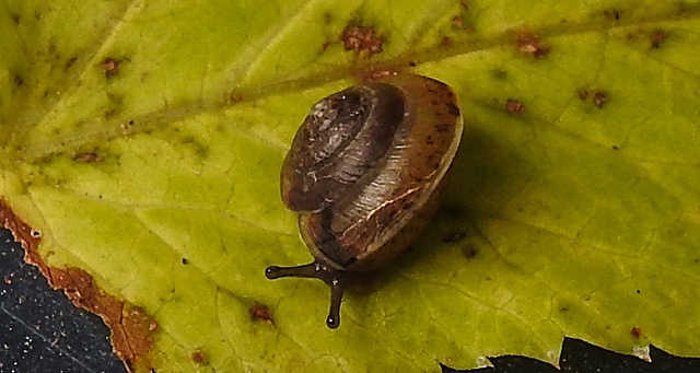 20211004 3030CPw [D~LIP] Dunkles Kegelchen (Euconulus praticola), Bad Salzuflen