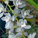 Orchid Plants 20