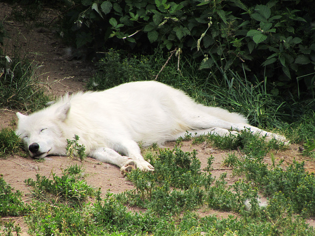 Loups en LOZERE (16)