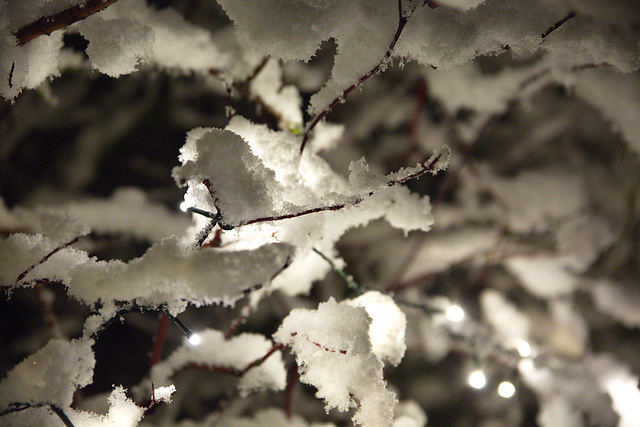 Leuchtschneebusch