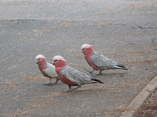 galah