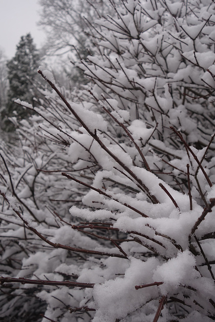 Snow covered Branches