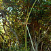 DSCN7189 - Cyperus ligularis, Cyperaceae