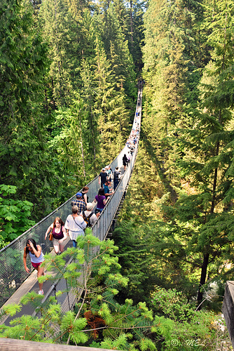 Capilano Suspension Bridge  -  HFF