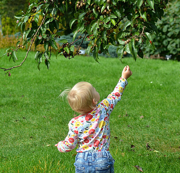 Forbidden Fruit !