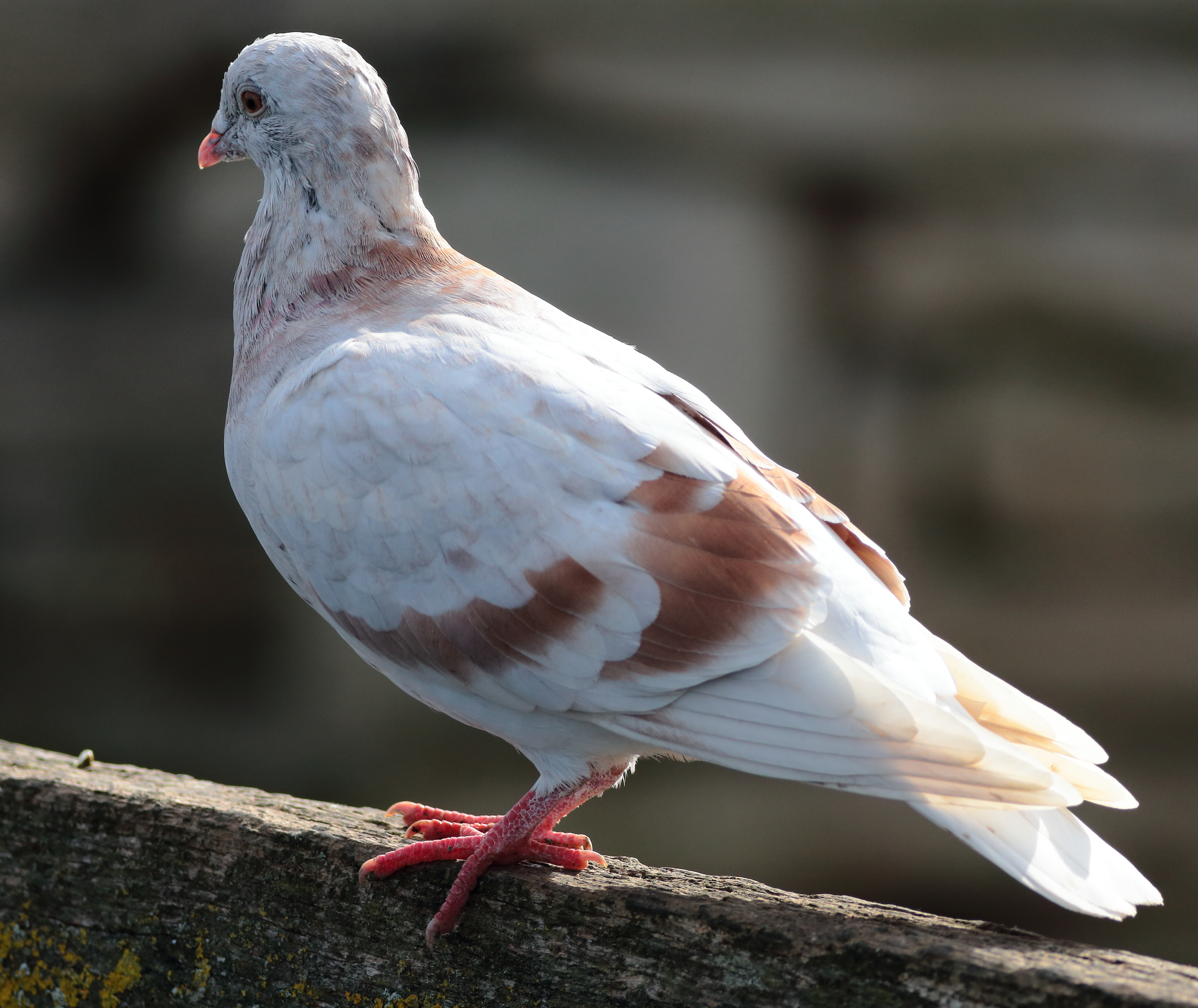 EOS 6D Peter Harriman 11 38 14 03381 Pigeon dpp