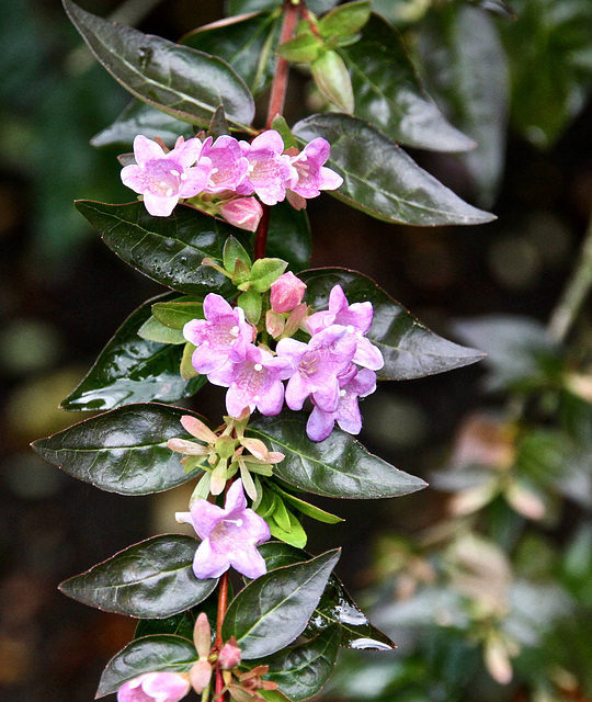 Blüten im November