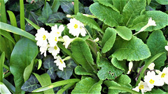 Oh primroses at last