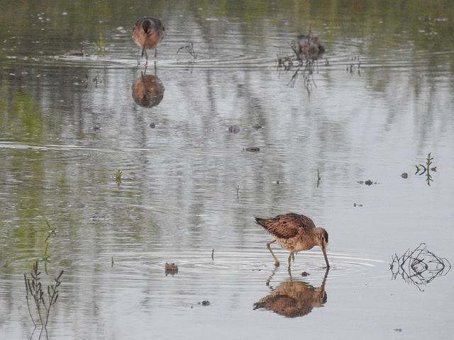 Day 2, shorebirds, South Texas