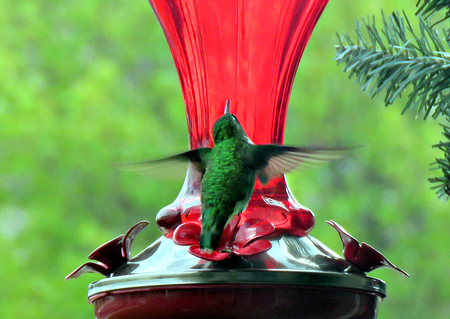 The local female Hummingbird just showed up