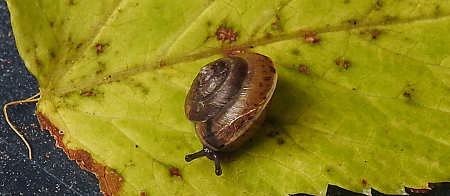 20211004 3031CPw [D~LIP] Dunkles Kegelchen (Euconulus praticola), Bad Salzuflen