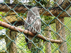 20220422 0602CPw [D~HF] Bartkauz (Strix nebulosa), Herford