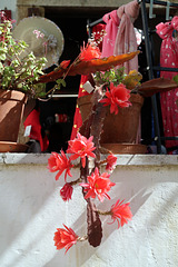 Flowering cactus