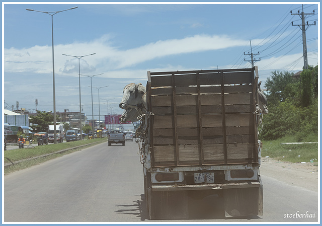 Livestock transport in Cambodia