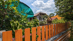 Clôture et végétation / Fence and vegetation