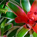 Orchid Plants 21