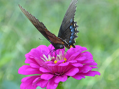 Schmetterling -1