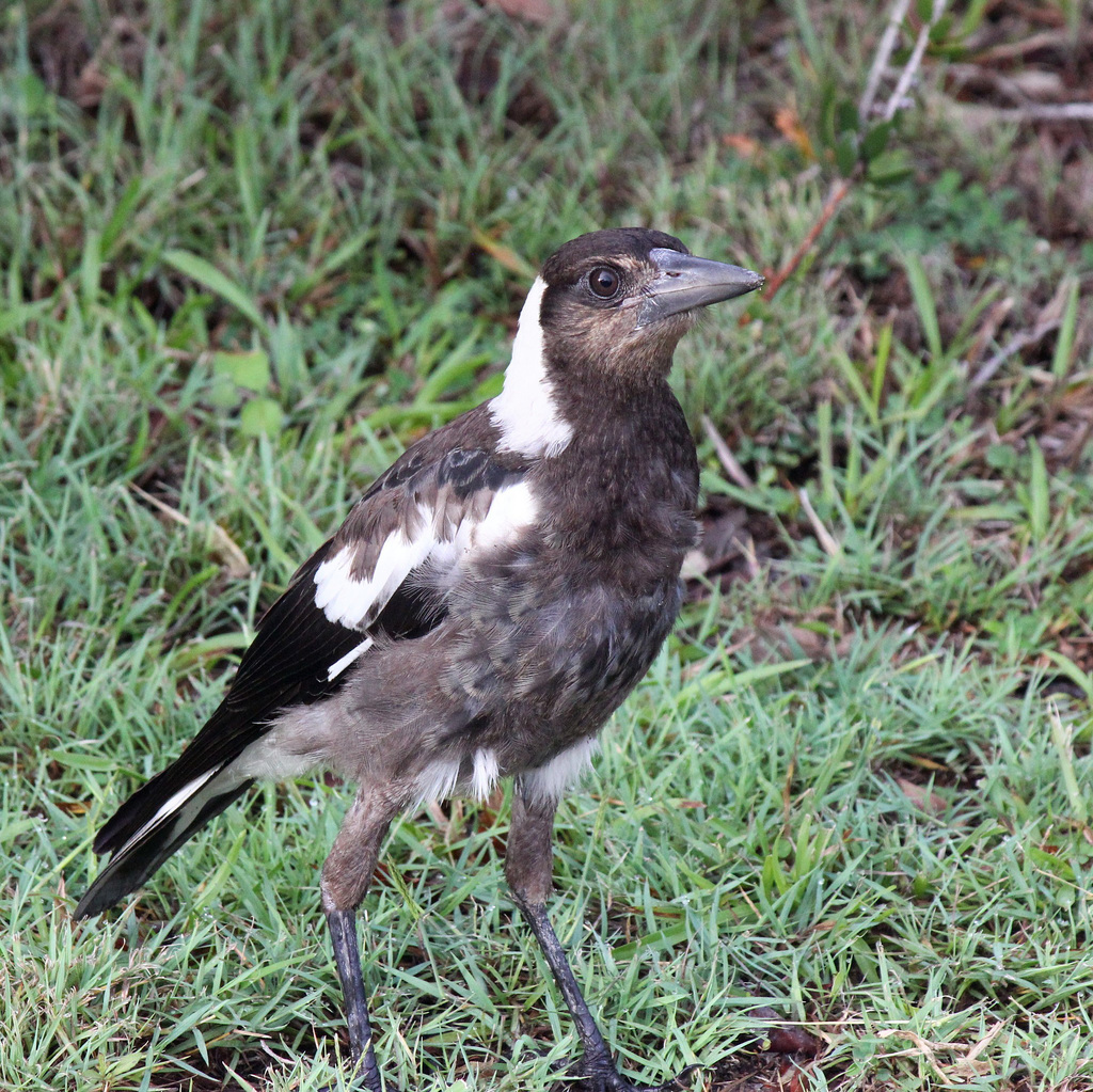 Young Aussie Magpie