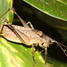 IMG 7485cricket