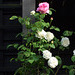 Great Wilbraham rose 2009-08-14