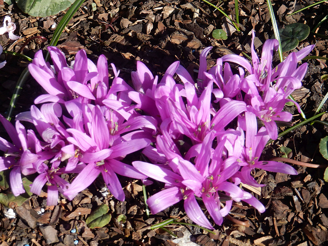 096 Blüten ohne Blätter Bulbocodium  vernum - Frühlingslichtblume