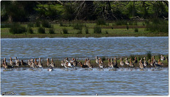 PARC du TEICH (33 Gironde)