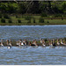 PARC du TEICH (33 Gironde)